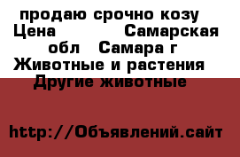 продаю срочно козу › Цена ­ 5 000 - Самарская обл., Самара г. Животные и растения » Другие животные   